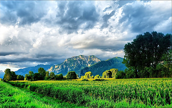 Corn, Nature, Sky, Mountains, Summer, Greens, Field, Brightly, Maize HD wallpaper