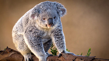 Koala, Animal HD wallpaper