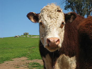Moo lookin at me?, animal, cow, cattle, country HD wallpaper