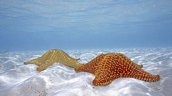 Starfish, animal, fish, water, ocean HD wallpaper