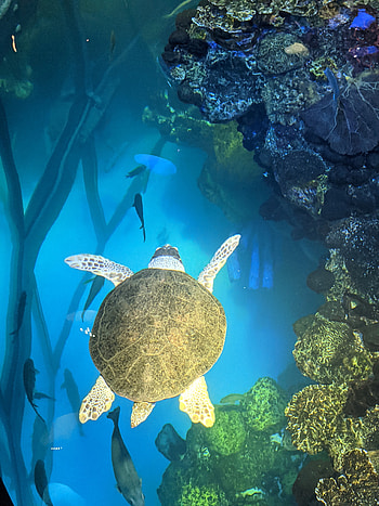 Marine life, marine biology, organism HD phone wallpaper