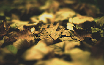 Autumn, Leaves, Macro, Shadow HD wallpaper