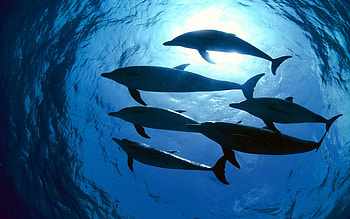 Animals, Dolfins HD wallpaper
