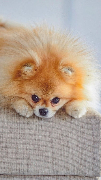 Pomeranian Dog, Cute Dog HD phone wallpaper
