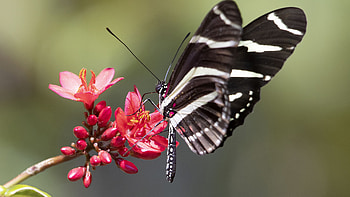 Black White Design Heliconid Butterfly On Flower Petals In Blur Background Butterfly HD wallpaper