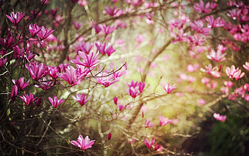 Spring nature , Lush greenery, Refreshing landscapes, Nature's tranquility HD wallpaper