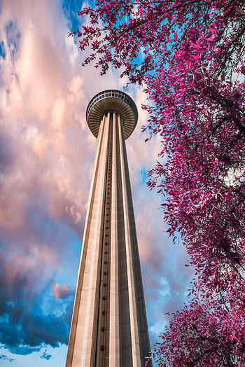 Cities, Branches, Tower, Bottom View HD phone wallpaper