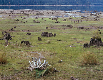 Nature, Rivers, Grass, Shore, Bank, Stumps HD wallpaper