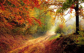 Autumn Road, road, nature, autumn HD wallpaper