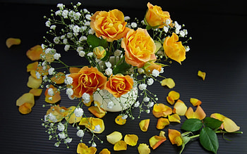 Yellow Roses, rose, graphy, yellow, flower HD wallpaper