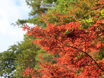 Nature, Autumn, Leaves, Branch HD wallpaper