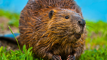 Beaver, Secret life, Why they matter HD wallpaper