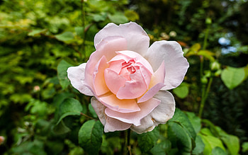 Peony, nature, bloom, flower HD wallpaper