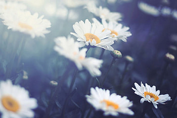 Daisies, daisy, petals, flower, soft, nature, bloom HD wallpaper
