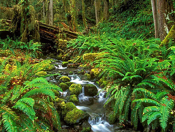 Landscape, Plants, Rivers HD wallpaper
