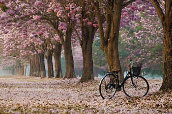 Nature, Bicycle , Tranquil scenes, Natural beauty HD wallpaper