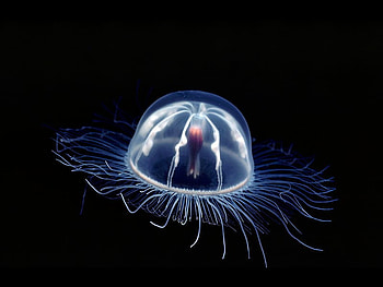 Jellyfish, cool HD wallpaper