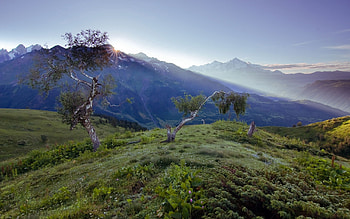 Nature, Mountains, Dawn, Birches, Fog, Morning, Steppe, Dwarf HD wallpaper