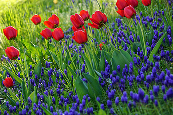 Flowers, Grass, Tulips, Bloom, Flowering HD wallpaper