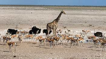 Animals, Ostrich, Desert, Stroll, Giraffe, Africa HD wallpaper