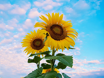 Flowers, Sky, Petals, Sunflower HD wallpaper