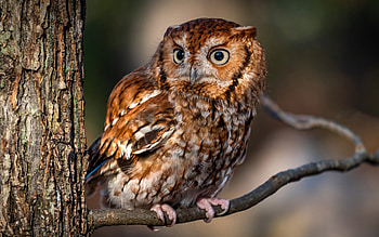 Owl, animal, bird, tree HD wallpaper