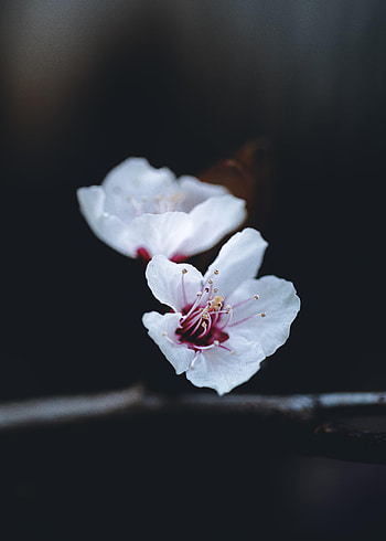 Flowers, Flower, Macro, Petals, Spring HD phone wallpaper
