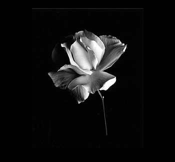 Virgin, rose, flower, white rose, goth, dark HD wallpaper