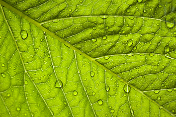 Macro, Sheet, Leaf, Drop HD wallpaper