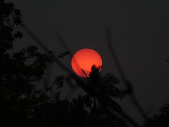 Sun, Palms, Dark, Branches HD wallpaper
