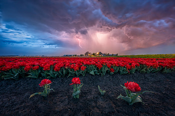 Thunder tulips, Flowers, Tulips, Plantation, Red HD wallpaper