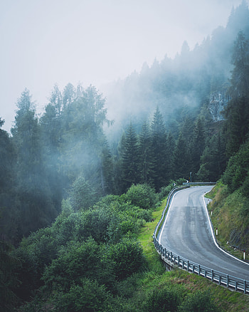 Nature, Trees, Road, Fog, Slope HD phone wallpaper