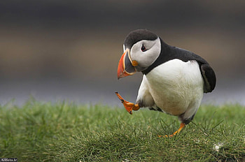 this is OSKOL, aka, birds, animals, oskol HD wallpaper
