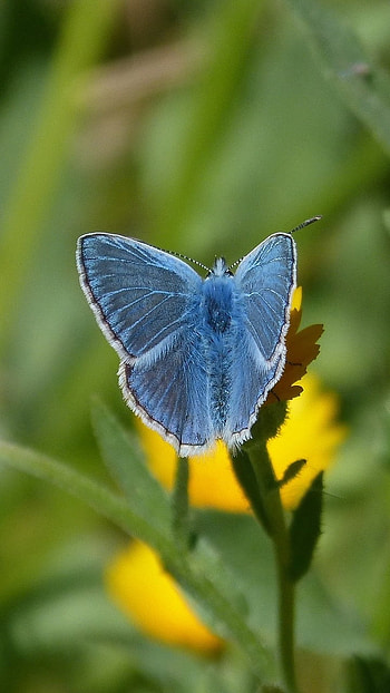 Blue Butterfly, Wonderful HD phone wallpaper