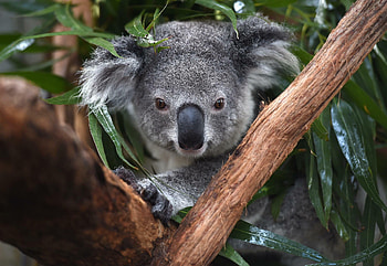 Australia, Koalas HD wallpaper