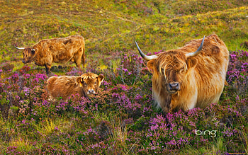 Cow, animal, horn, moo HD wallpaper