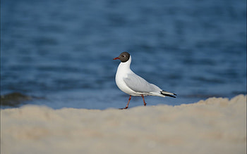 Animals, Snow, Bird, Gull, Seagull, Sea Background, Background Of The Sea HD wallpaper