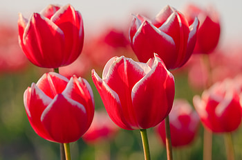 Flowers, Tulips, Petals, Buds HD wallpaper
