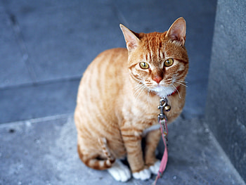 Animals, Cat, Leash, Striped HD wallpaper