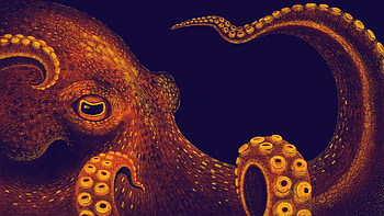 Cephalopod week movie nights, City-based events, Educational and entertaining, Discover the wonders of the octopus HD wallpaper