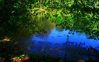 Plants, Landscape HD wallpaper