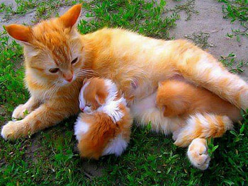 Content, kitten, white, mother, cat, orange HD wallpaper