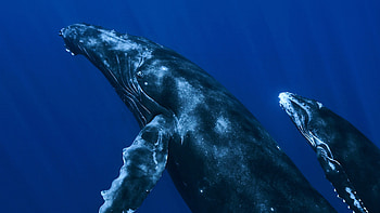 Blue Whale, Whale art, Nature pattern HD wallpaper