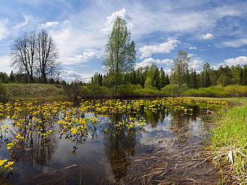 Nature, landscape, grass, tree, pond HD wallpaper