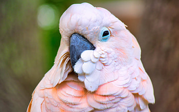 Galah rosa cockatoo, Rosa vgel papageien, Colorful parrot, Australian wonder HD wallpaper