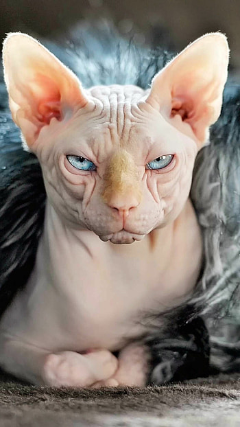 Sphynx Cat, Cat breeds, Elegant feline, Mysterious grace HD phone wallpaper