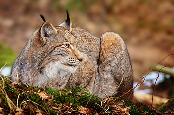 Animals, Grass, Iris, To Lie Down, Lie, Predator, Big Cat HD wallpaper