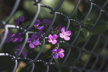 Flowers, Macro, Grid, Fence HD wallpaper