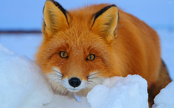 Staring fox, Animal , Fox close-up, Focus HD wallpaper
