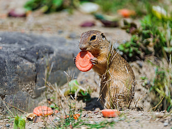 Animals, Food, Grass, Sit, Gopher, Carrot HD wallpaper